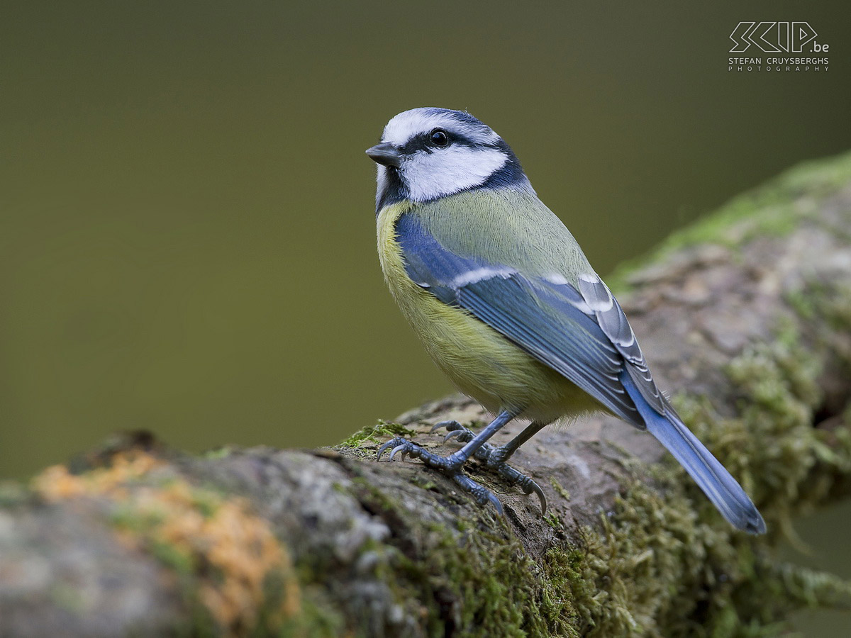 Birds in the Belgian Ardennes - Blue tit Blue tit (Cyanistes caeruleus) Stefan Cruysberghs